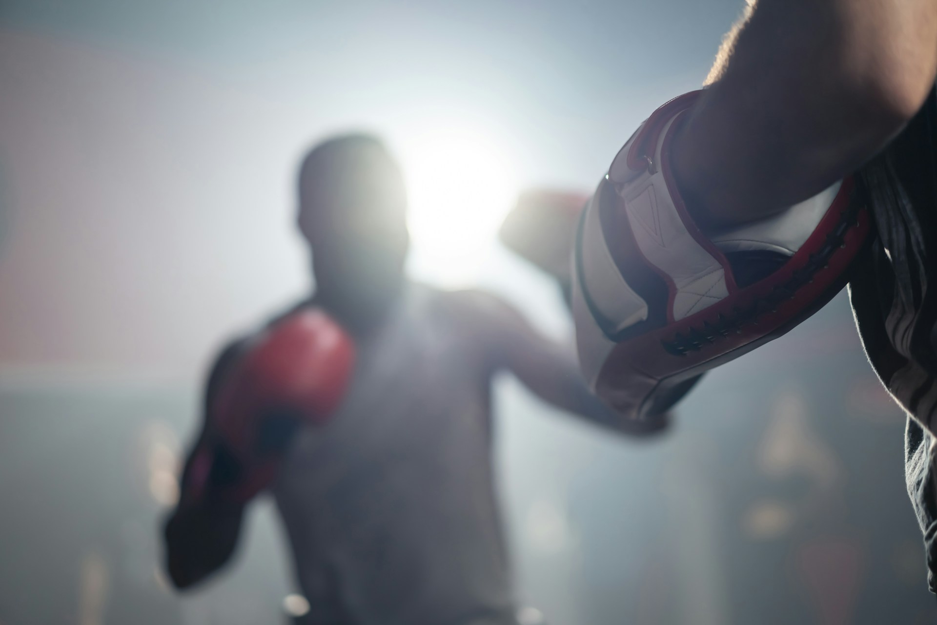 licence boxe